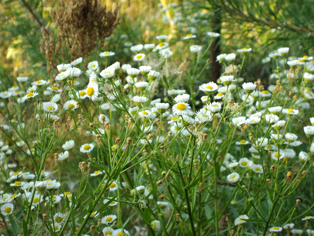 Rumianek polny (Anthemis arvensis)