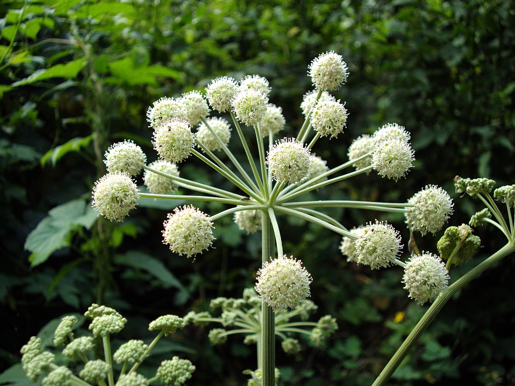 Arcydzięgiel litwor Angelica archangelica