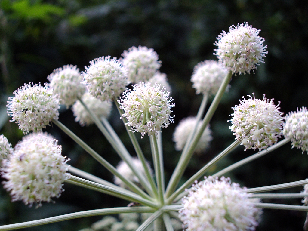 Arcydzięgiel litwor Angelica archangelica