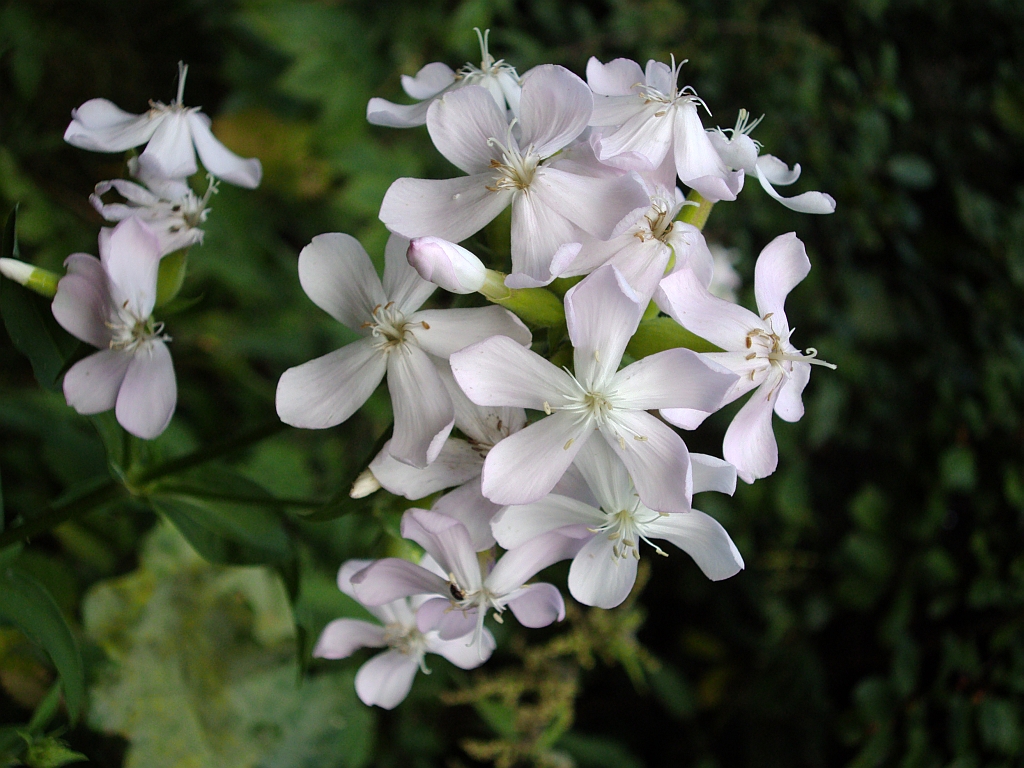 Mydlnica lekarska Saponaria officinalis