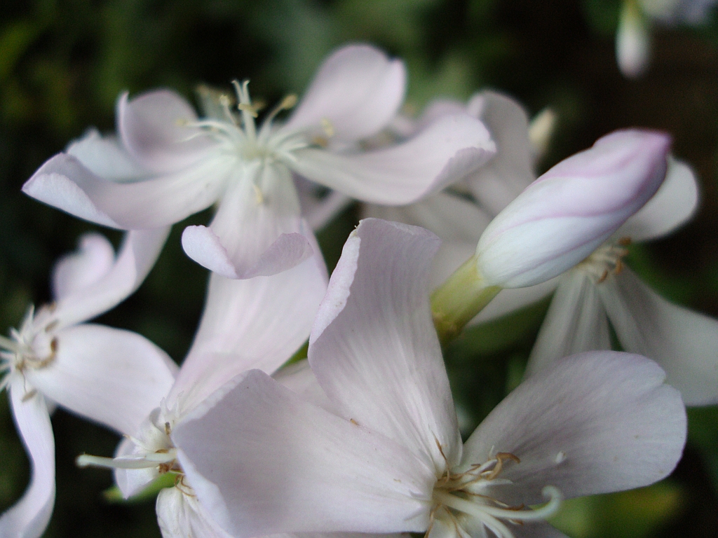 Mydlnica lekarska (Saponaria officinalis)