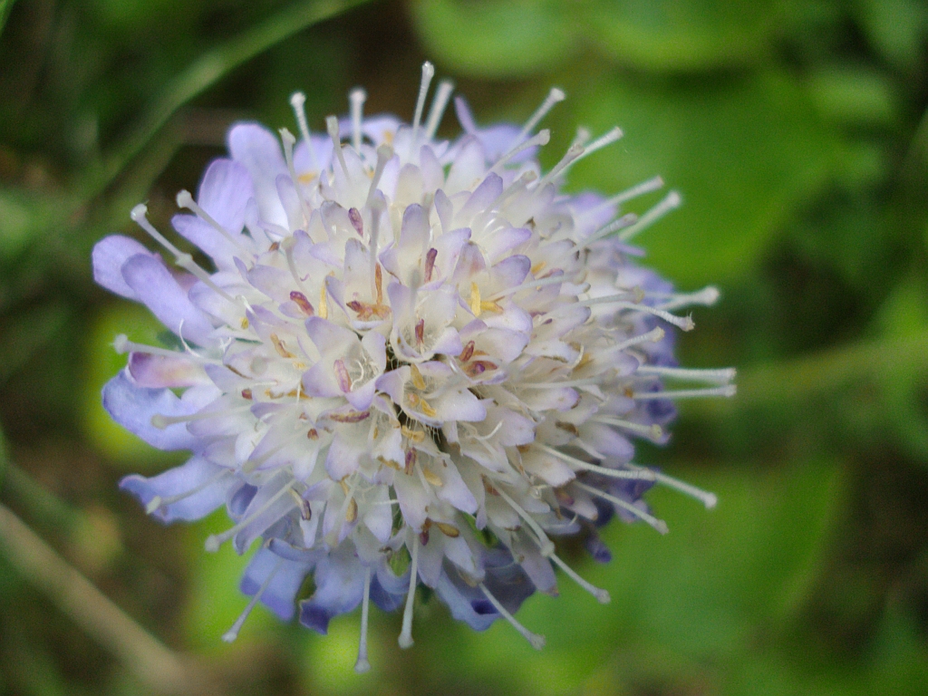 Wierzbnica polna (Knautia arvensis)