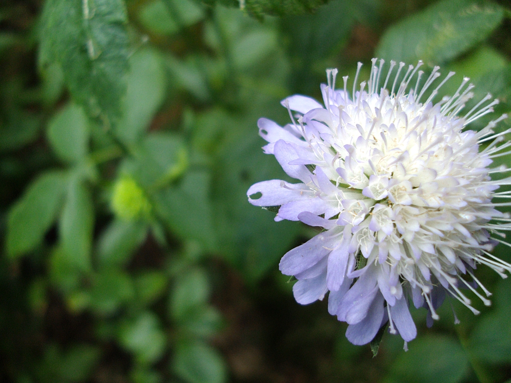 Wierzbnica polna (Knautia arvensis)