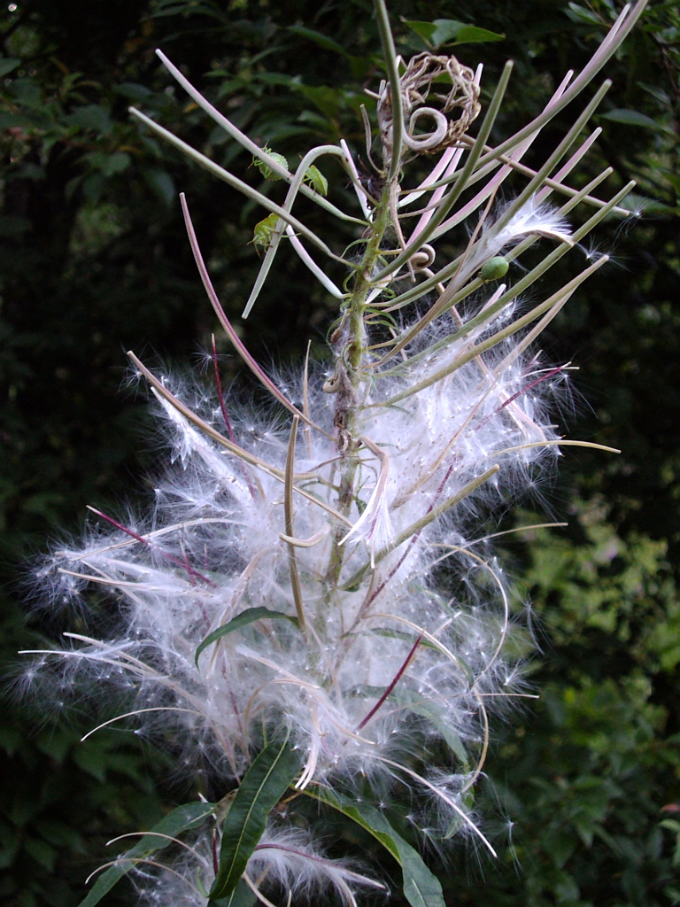 Wierzbówka kiprzyca, wierzbownica kiprzyca (Chamaenerion angustifolium, Epilobium angustifolium)
