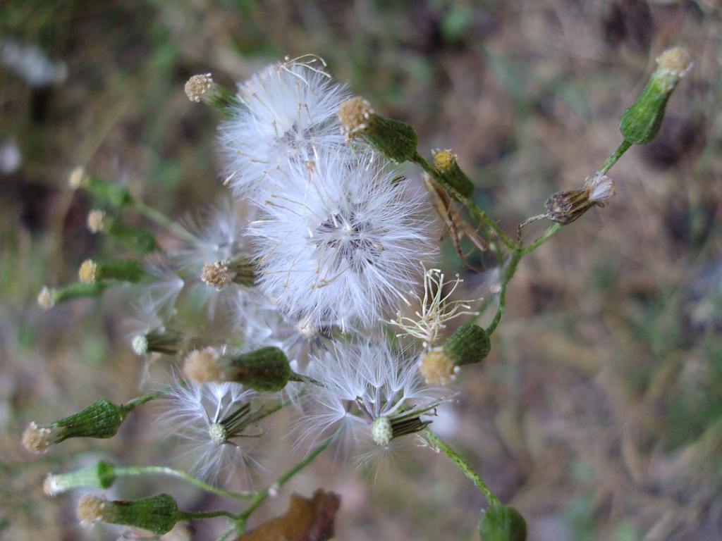 Starzec zwyczajny (Senecio vulgaris)
