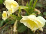 Wiesiołek dwuletni (Oenothera biennis)