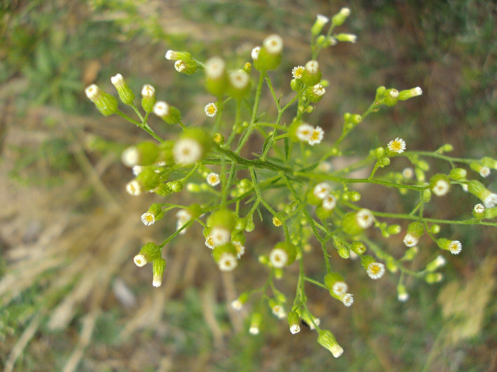 Przymiotno kanadyjskie (Erigeron canadensis)
