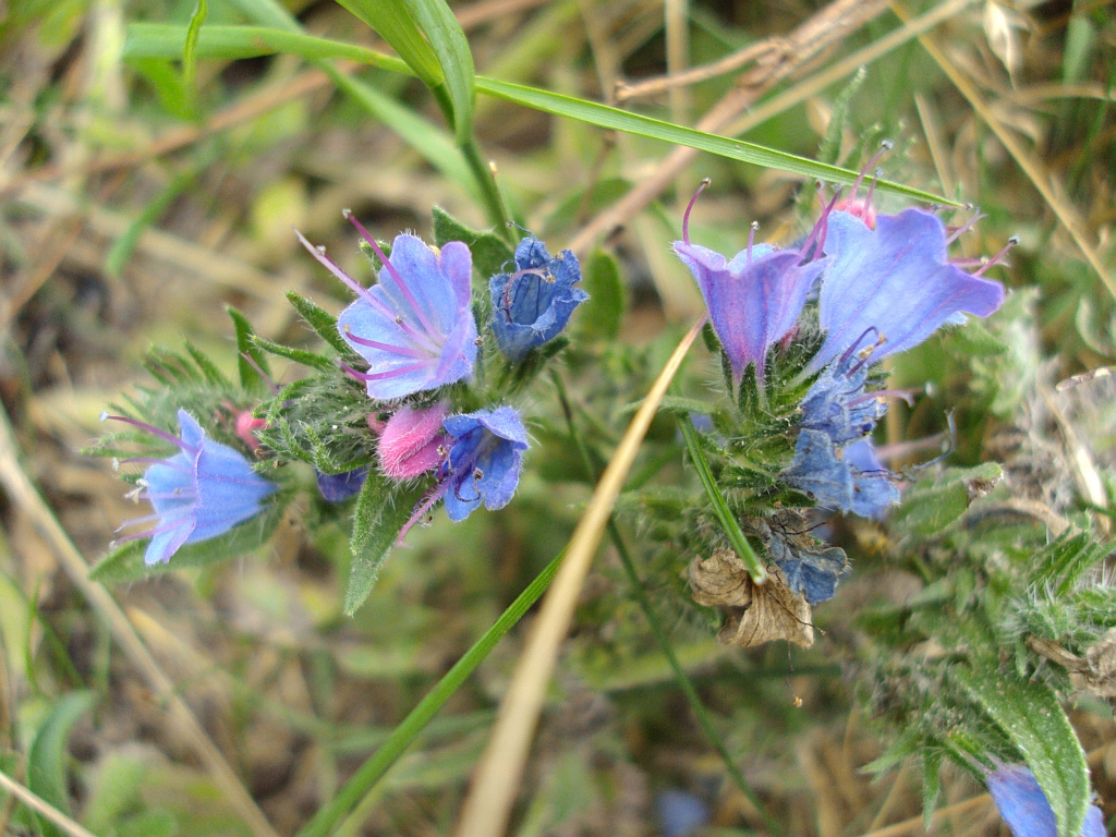 Żmijowiec zwyczajny (Echium vulgare)