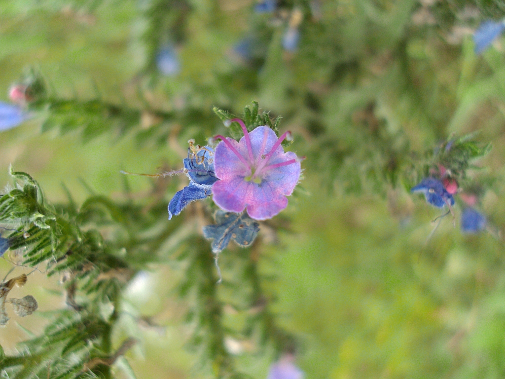 Żmijowiec zwyczajny (Echium vulgare)