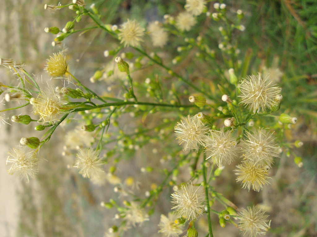 Starzec zwyczajny (Senecio vulgaris)