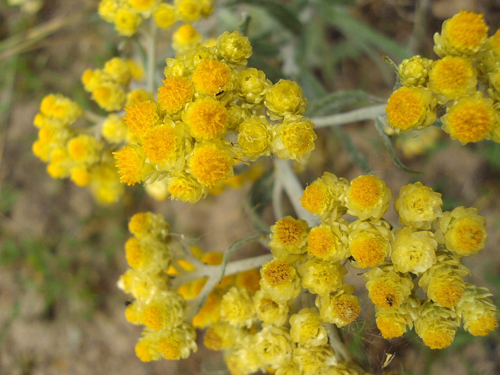 Kocanki piaskowe (Helichrysum arenarium)