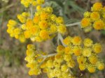 Kocanki piaskowe (Helichrysum arenarium)