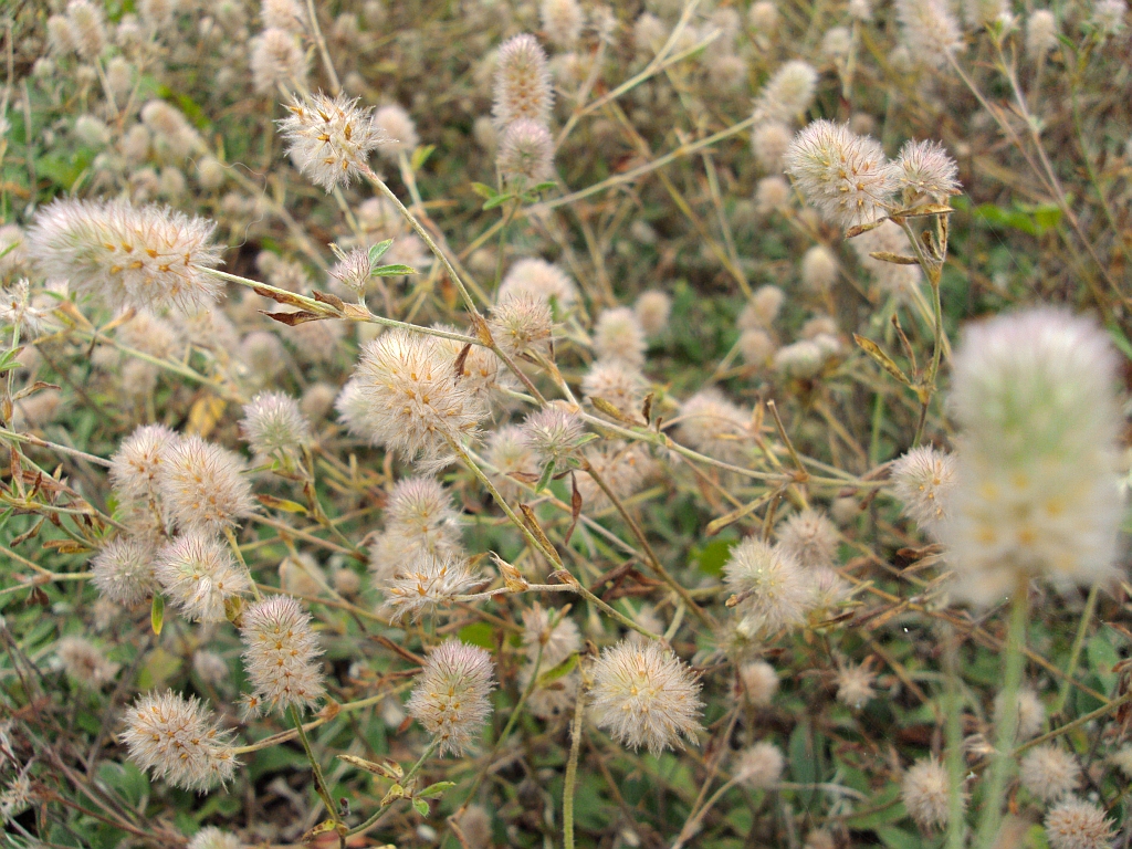 Koniczyna polna (Trifolium arvense)