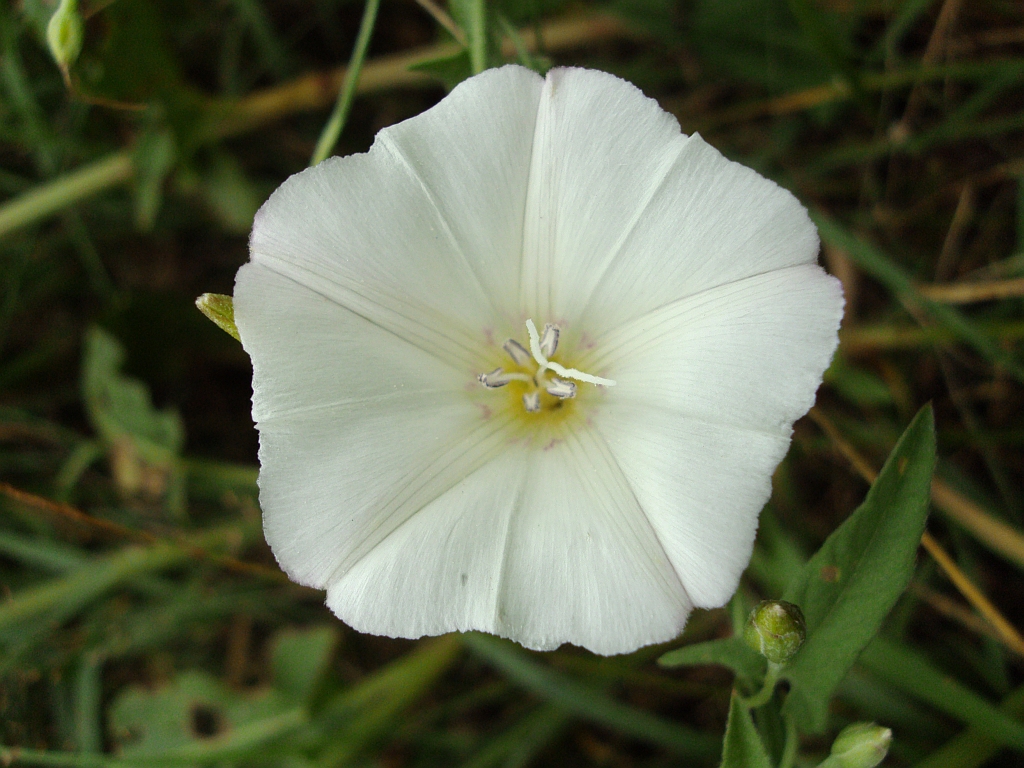 Powój polny (Convolvulus arvensis)