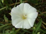 Powój polny (Convolvulus arvensis)
