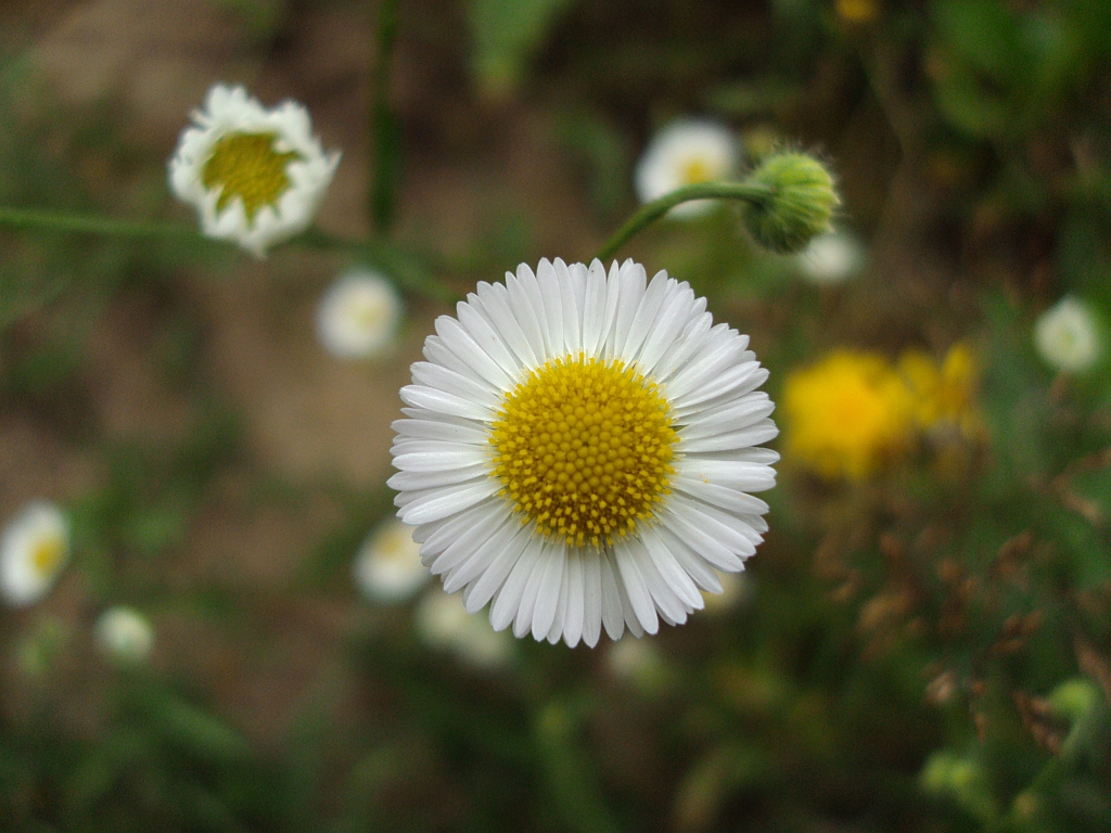 Rumianek pospolity (Matricaria chamomilla L.)