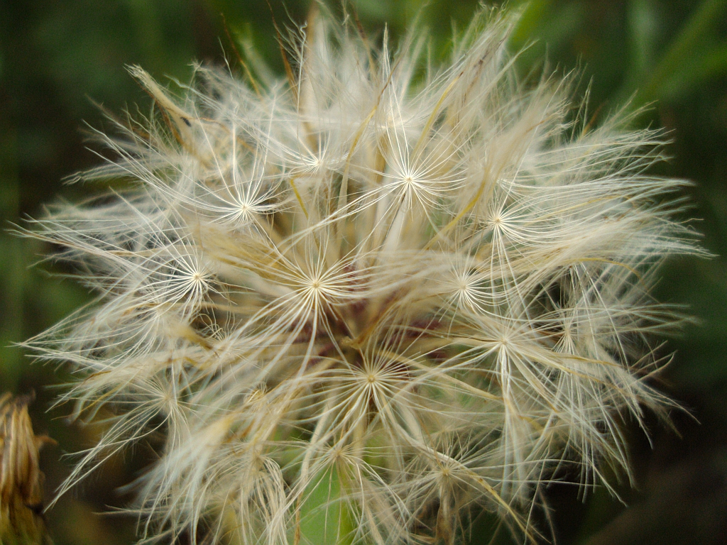 Mniszek lekarski mniszek pospolity (Taraxacum officinale)