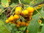 Jarzębina (Sorbus aucuparia)