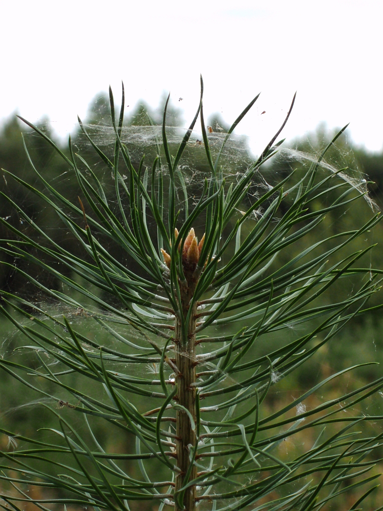 Sosna (Pinus)