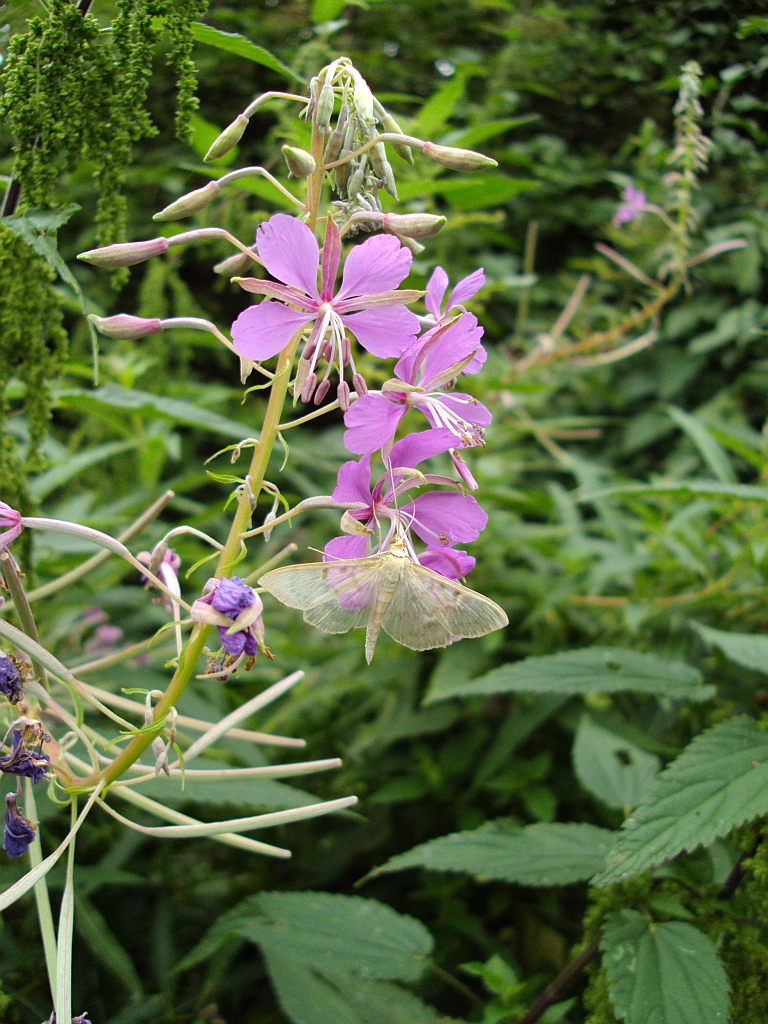 Wierzbówka kiprzyca (Chamerion angustifolium)
