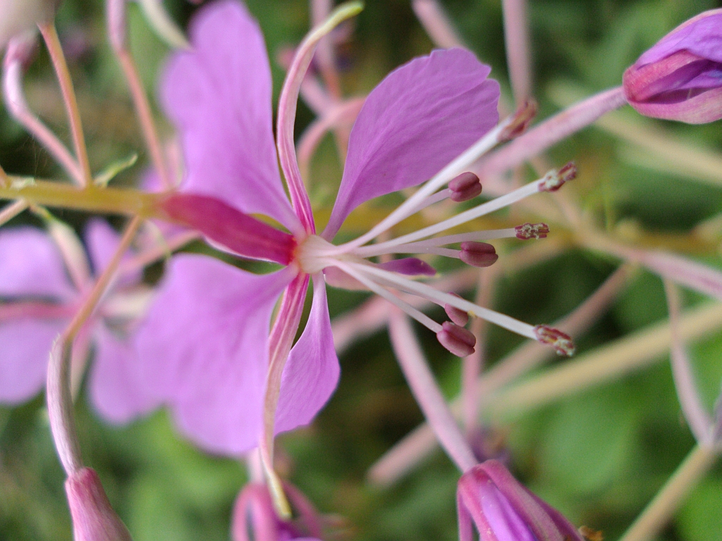 Wierzbówka kiprzyca (Chamerion angustifolium)