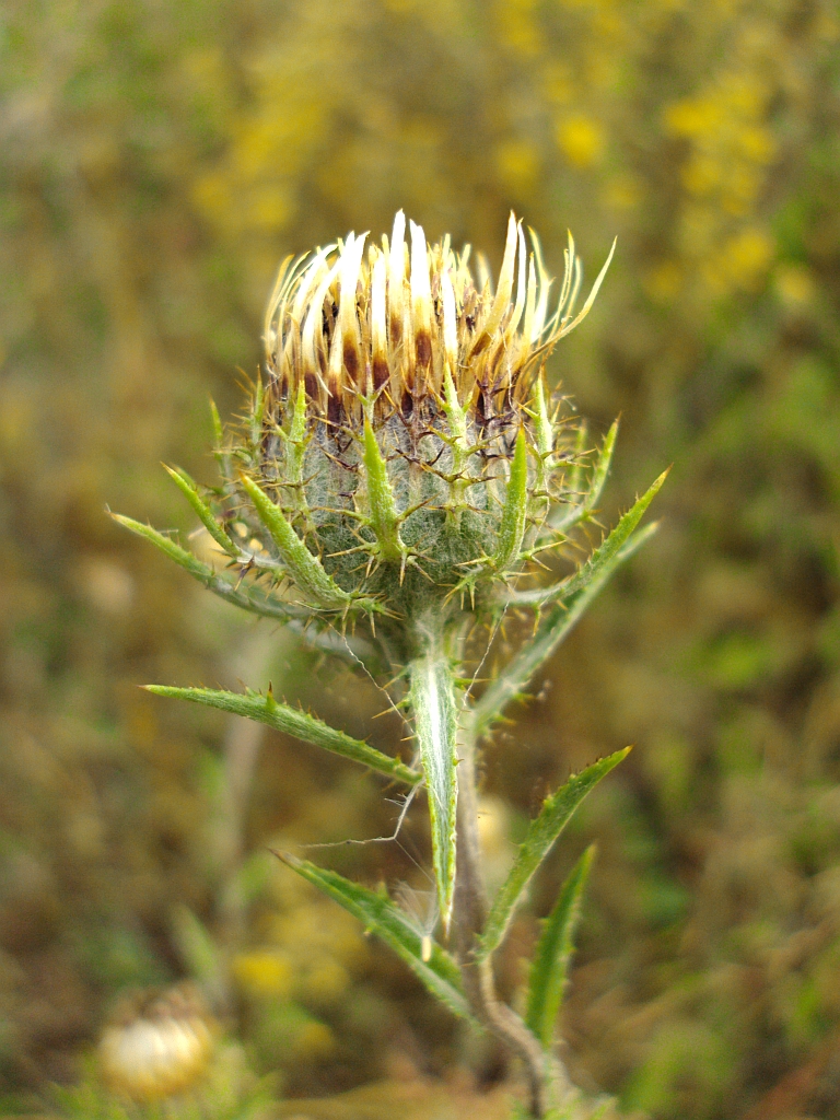 Ostrożeń warzywny (Cirsium oleraceum)
