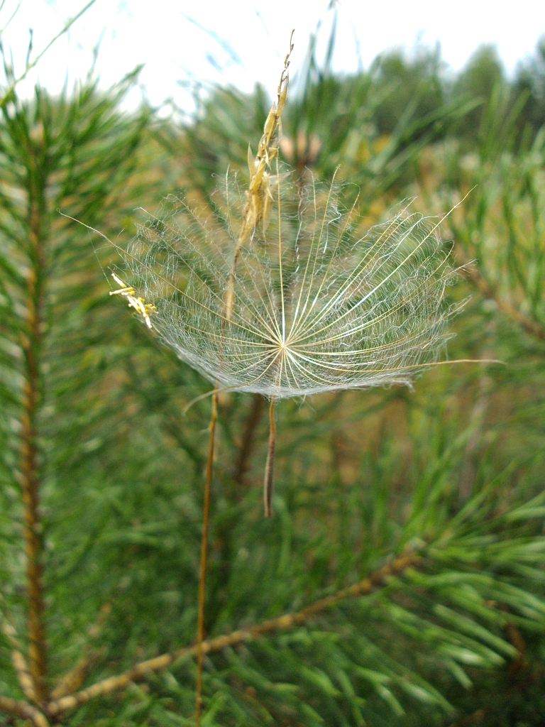Sosna (Pinus) i Mniszek lekarski (Taraxacum officinale F. H. Wigg.)