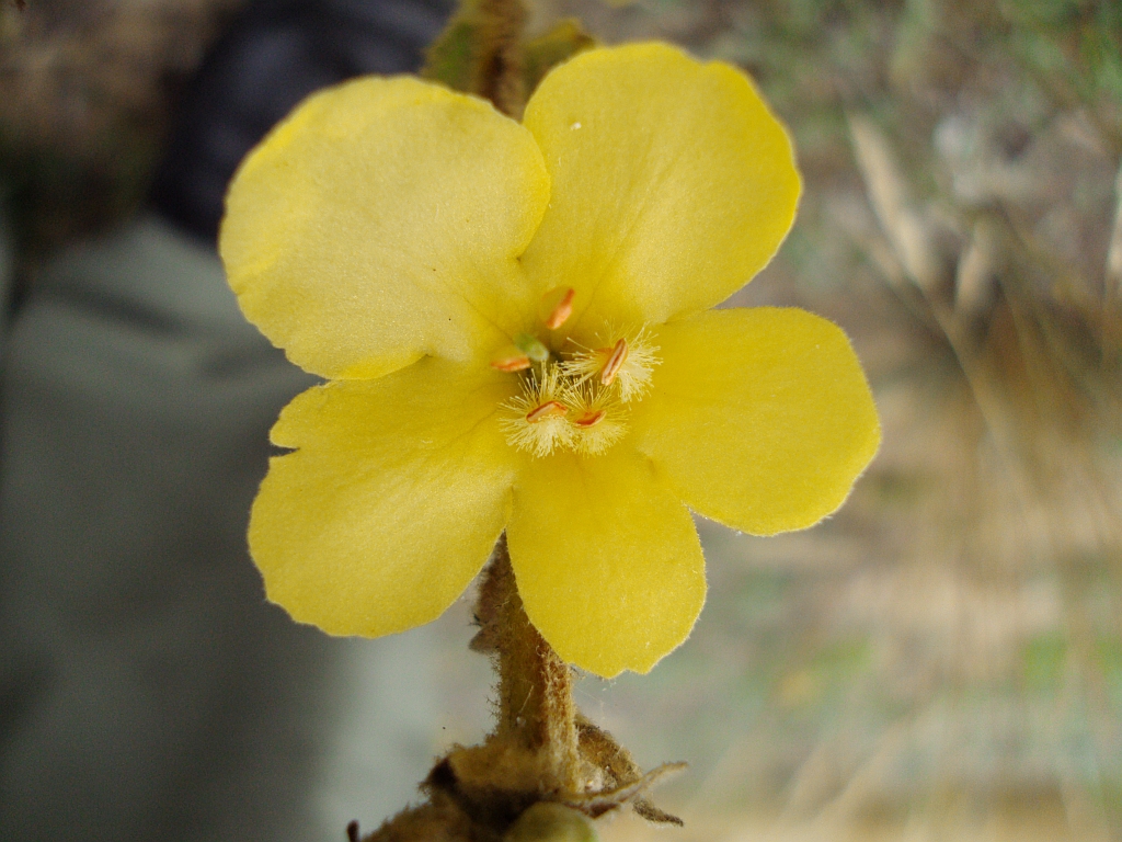 Dziewanna  (Verbascum sp.)