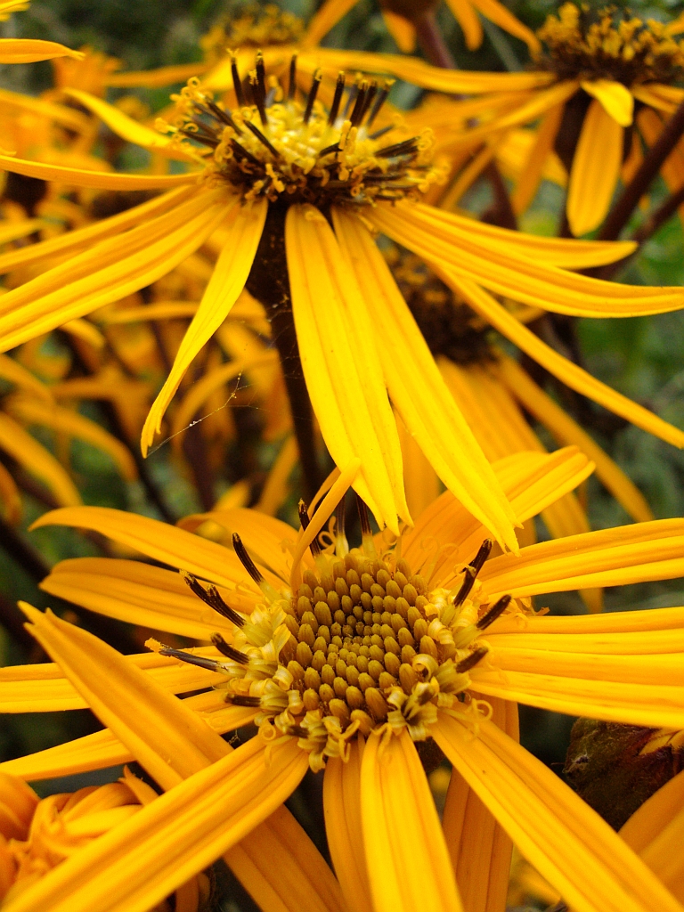 Starzec jakubek (Senecio jacobaea L.)
