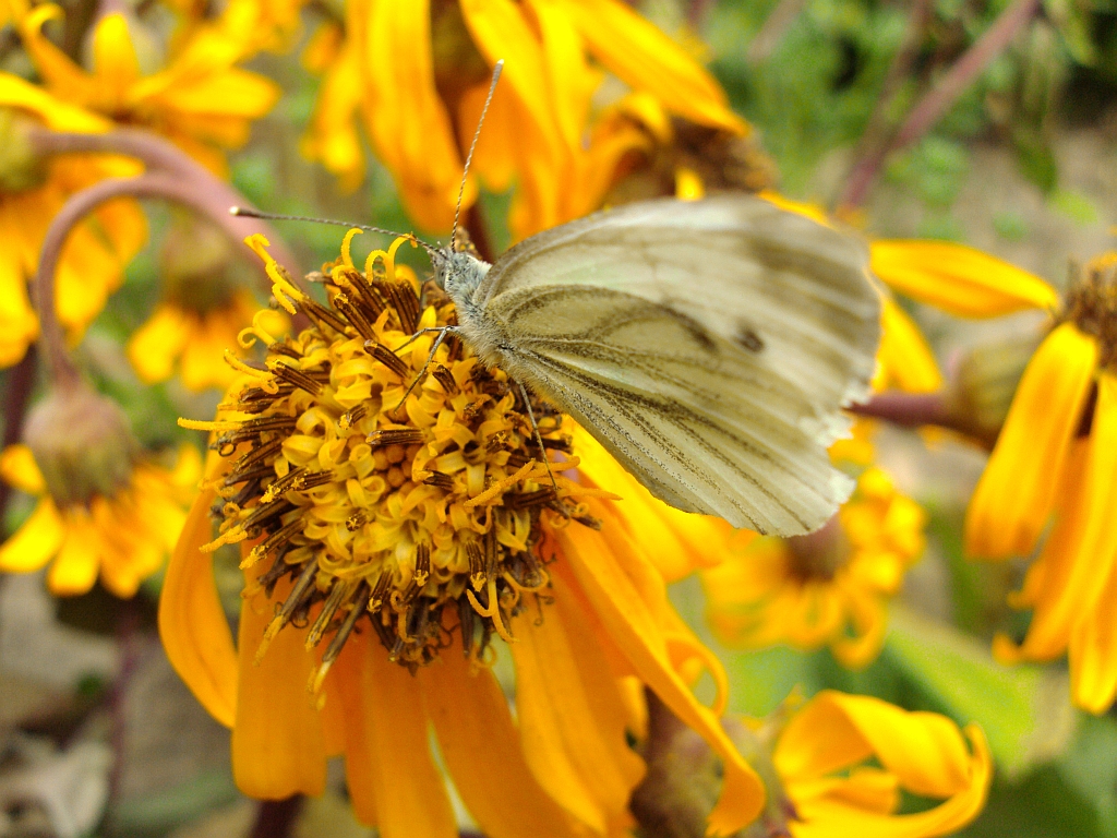 Starzec jakubek (Senecio jacobaea L.)