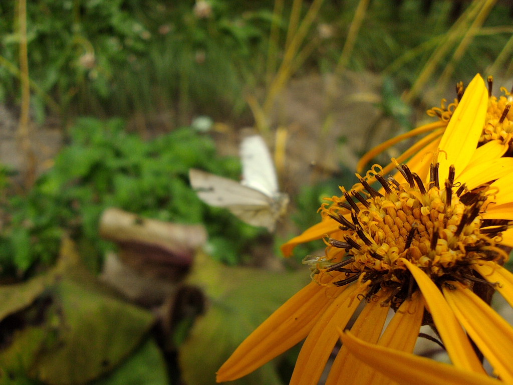 Starzec jakubek (Senecio jacobaea L.)