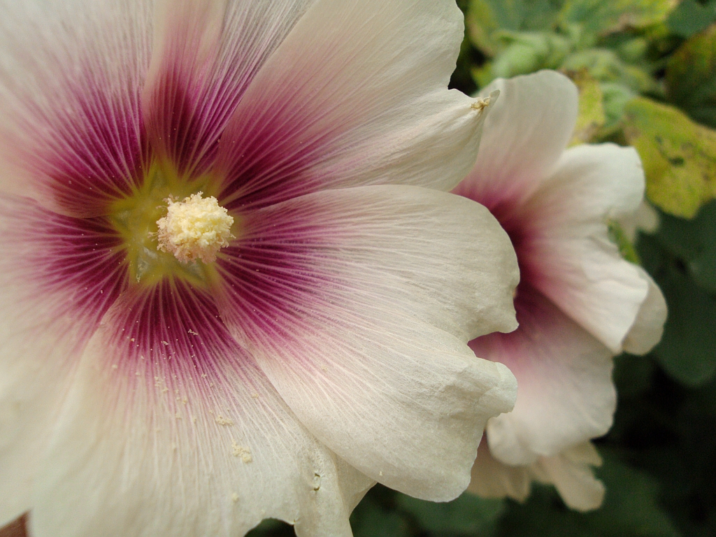 Malwa różowa (Alcea rosea)