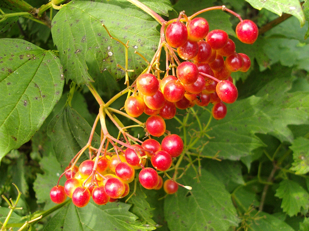 Kalina koralowa (Viburnum opulus L.)