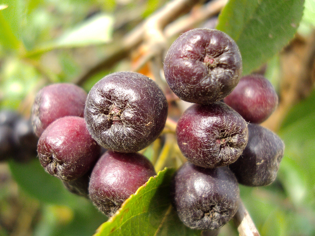 Aronia czarna (Aronia melanocarpa)