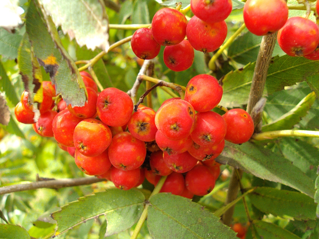 Jarząb pospolity, jarząb zwyczajny, jarzębina (Sorbus aucuparia L.)