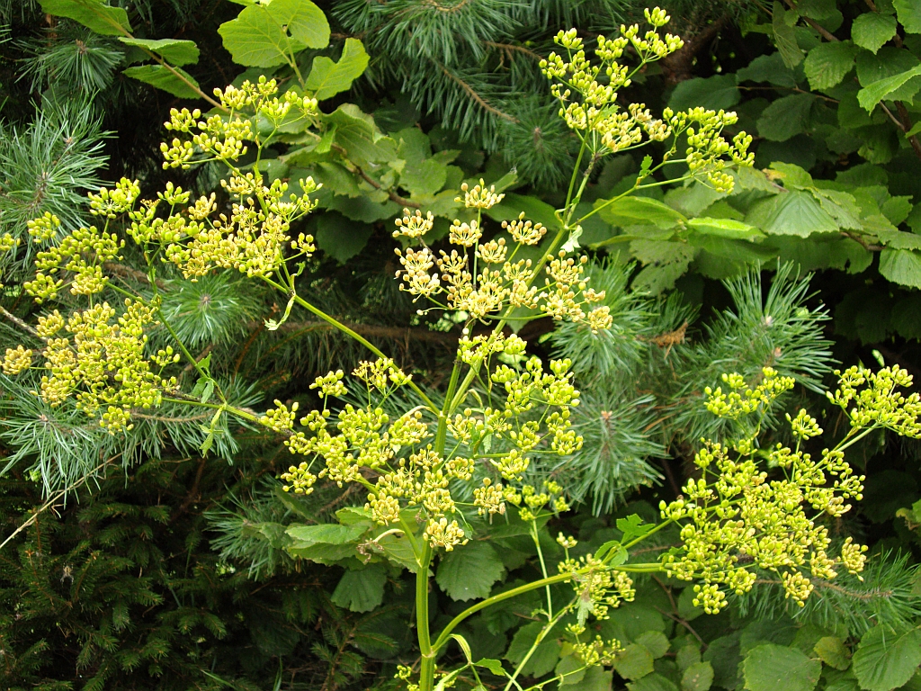 Rutewka żółta (Thalictrum flavum L.)