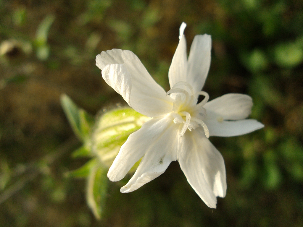 Mydlnica lekarska (Saponaria officinalis)