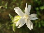 Mydlnica lekarska (Saponaria officinalis)