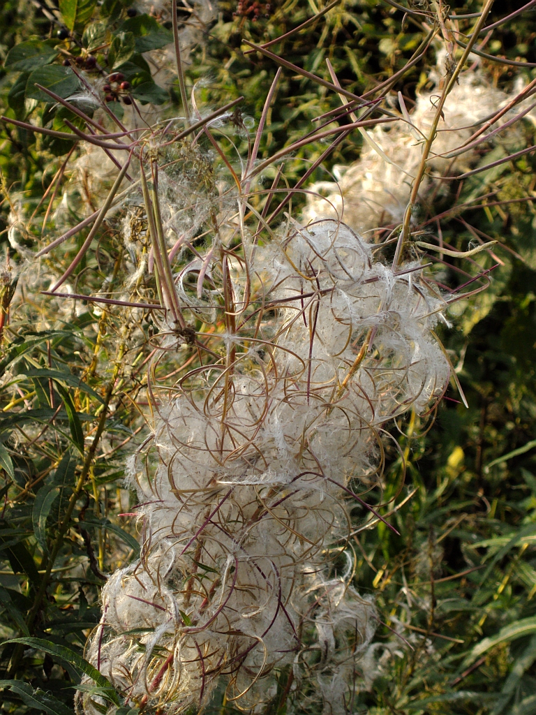 Wierzbówka kiprzyca (Chamerion angustifolium)