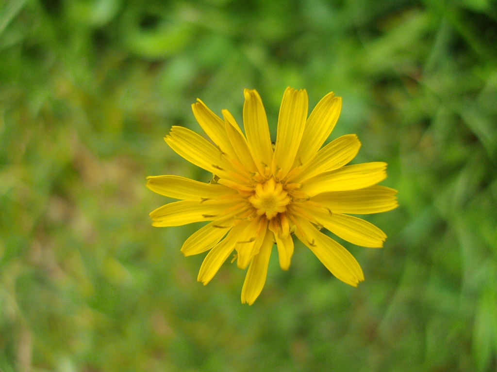 Jastrzębiec kosmaczek (Hieracium pilosella)