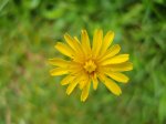 Jastrzębiec kosmaczek (Hieracium pilosella)