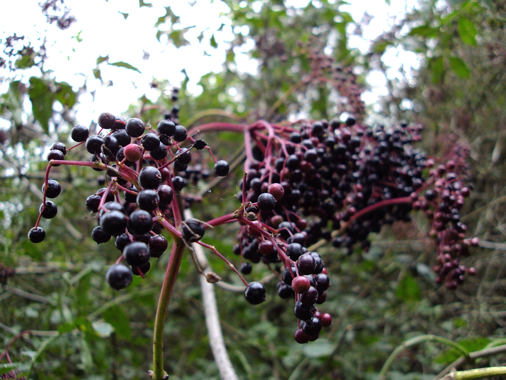 Bez czarny (Sambucus nigra L.)