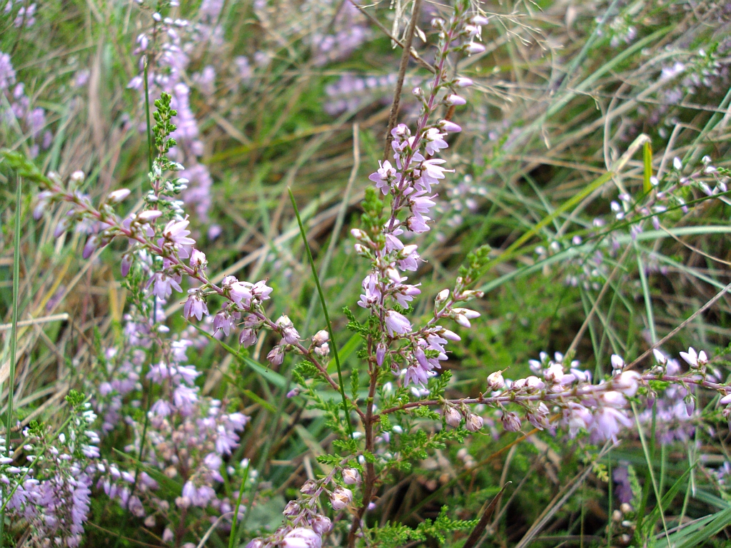 Wrzos zwyczajny, wrzos pospolity (Calluna vulgaris (L.) Hull)