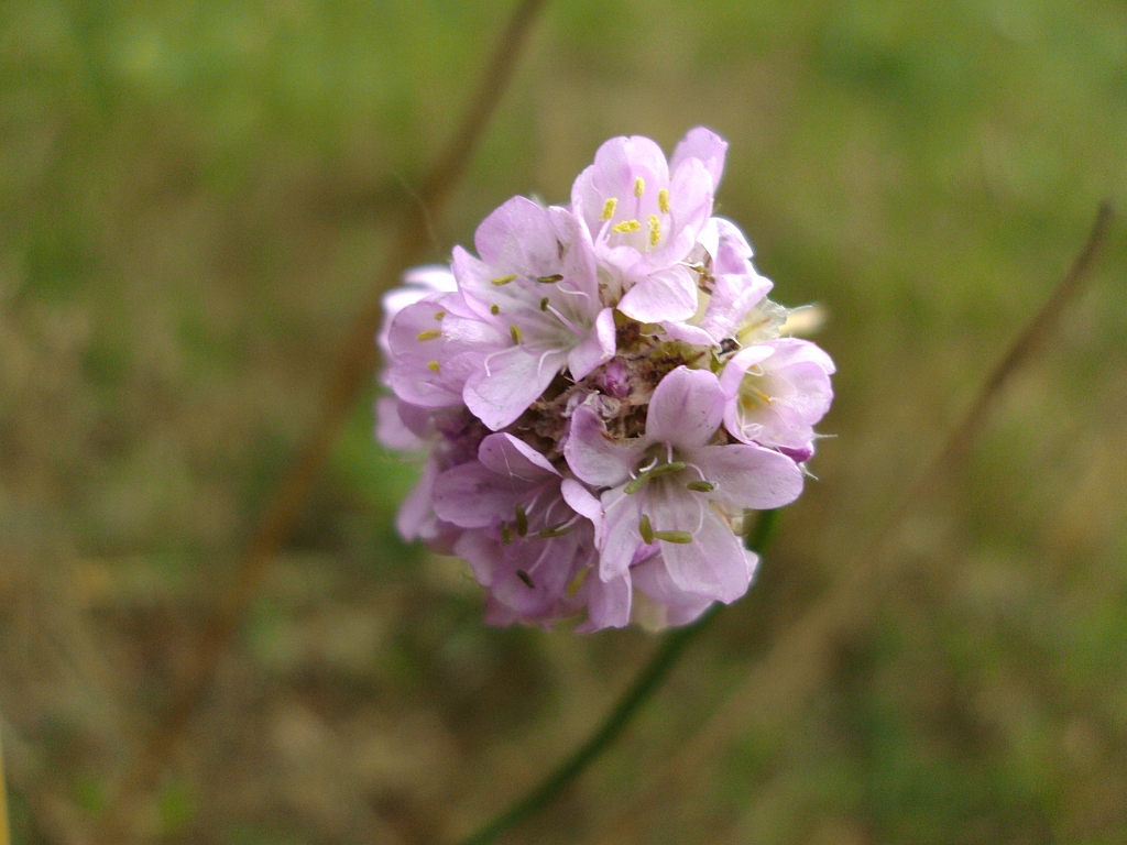 Wierzbnica (Knautia L.)