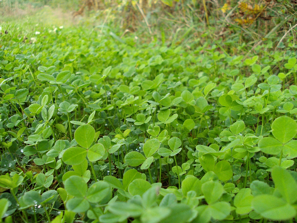 Koniczyna łąkowa (Trifolium pratense)