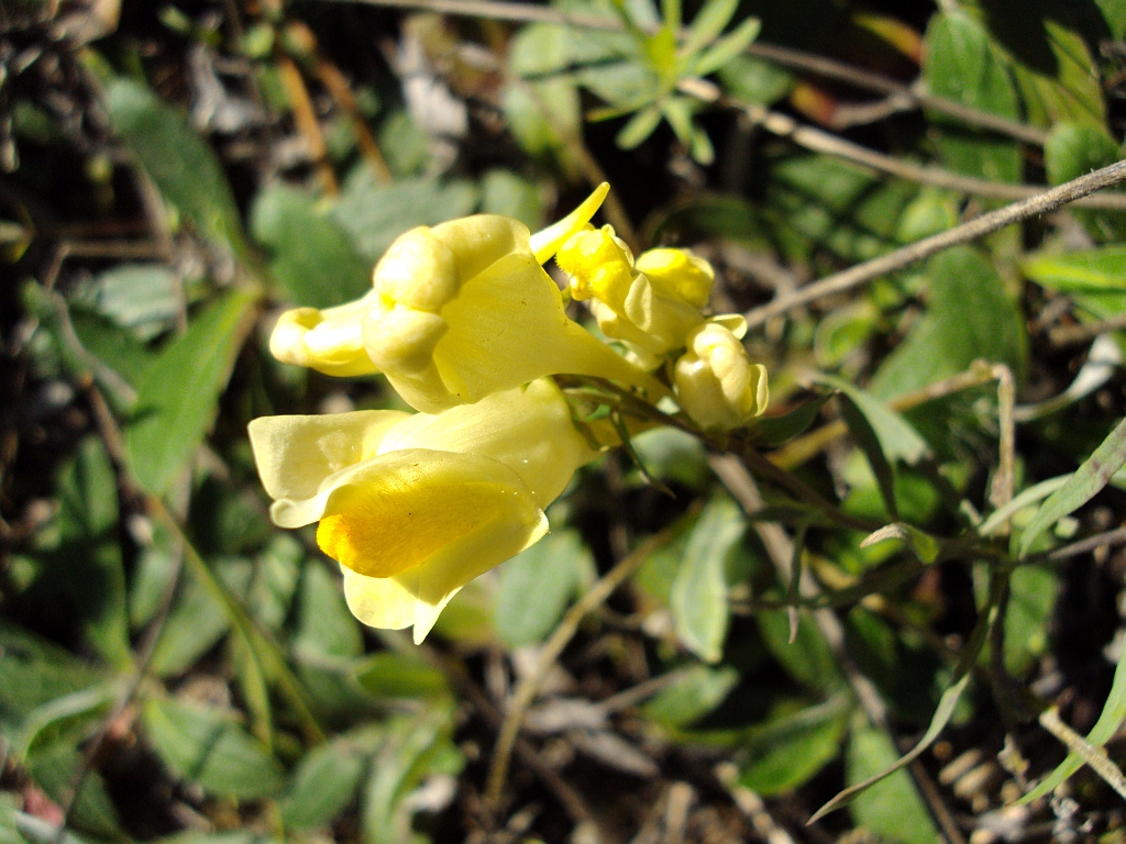 lnica pospolita (Linaria vulgaris)