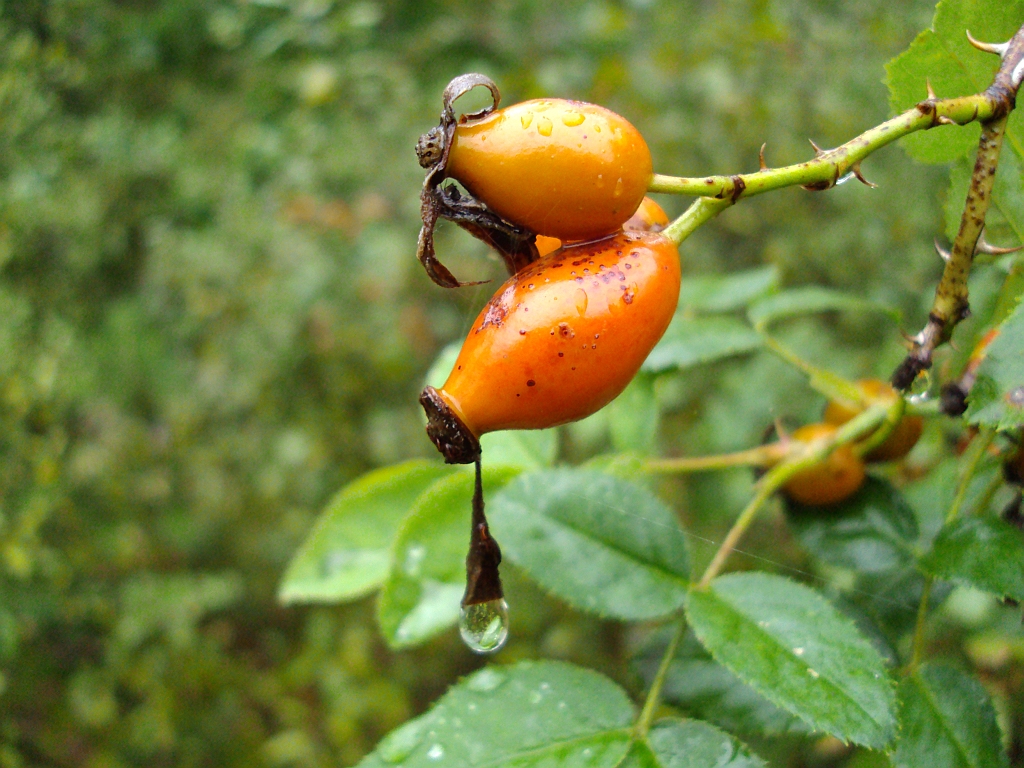 Dzika róża (Rosa canina L.)