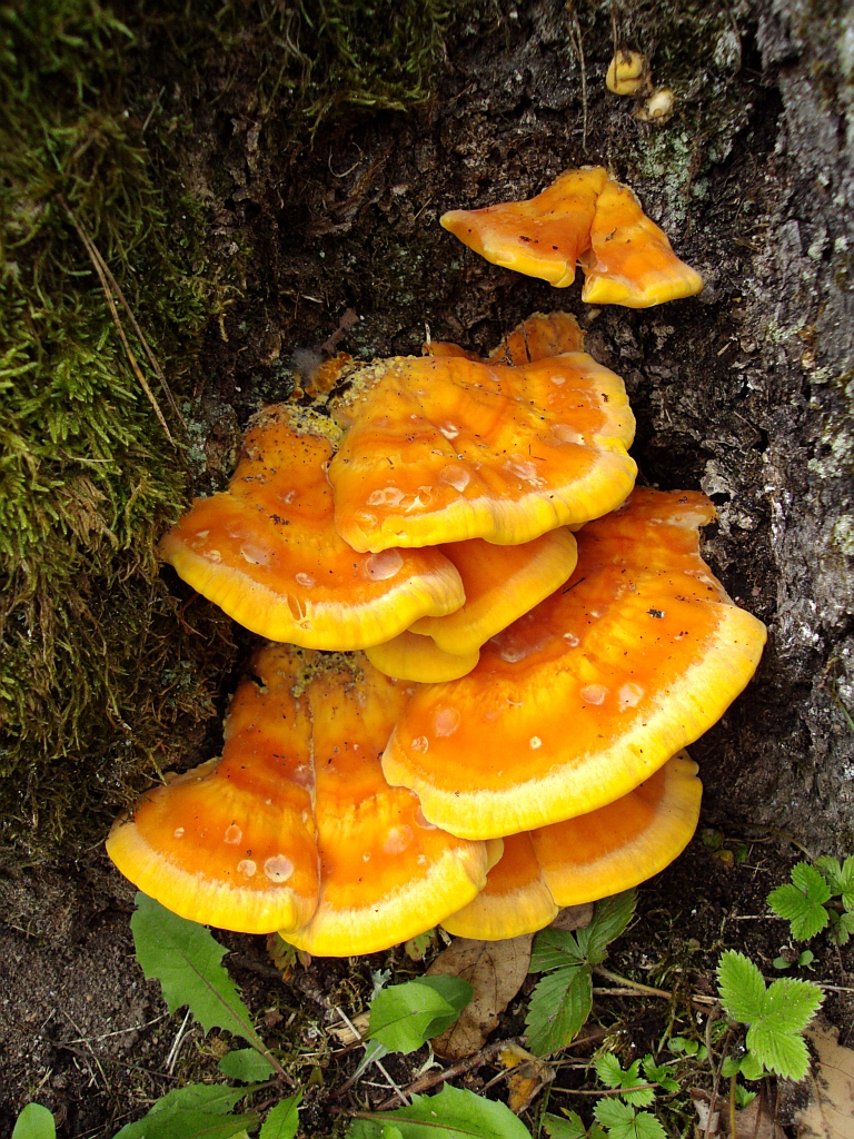 Żółciak siarkowy (Laetiporus sulphureus)