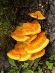 Żółciak siarkowy (Laetiporus sulphureus)