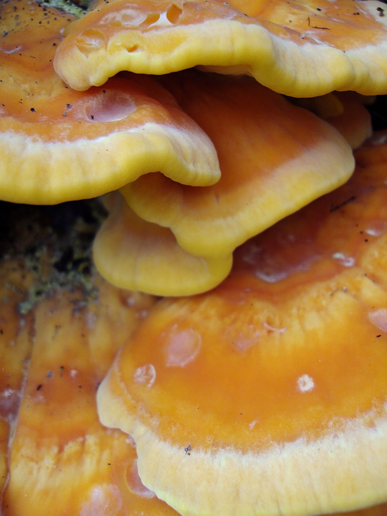 Żółciak siarkowy (Laetiporus sulphureus)